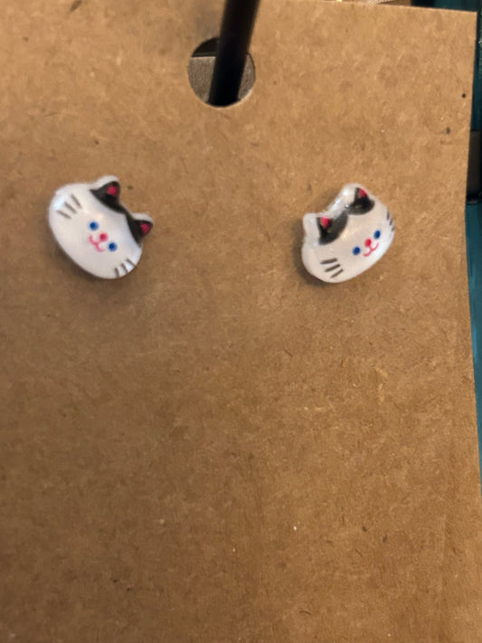 Black and white cat studs